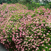 Спирея японская Литл Принцесс Спирея японская Литл Принцесс